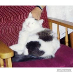 pinpina uploaded   162  day/s  ago