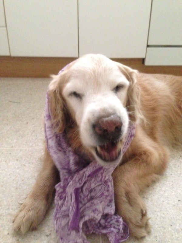 purujit1912 uploaded   242  day/s  ago