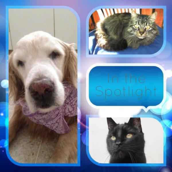 Dandavat of the purujit1912 family