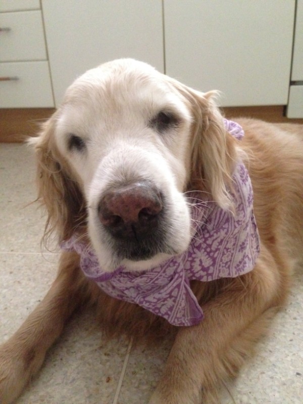 purujit1912 uploaded   242  day/s  ago