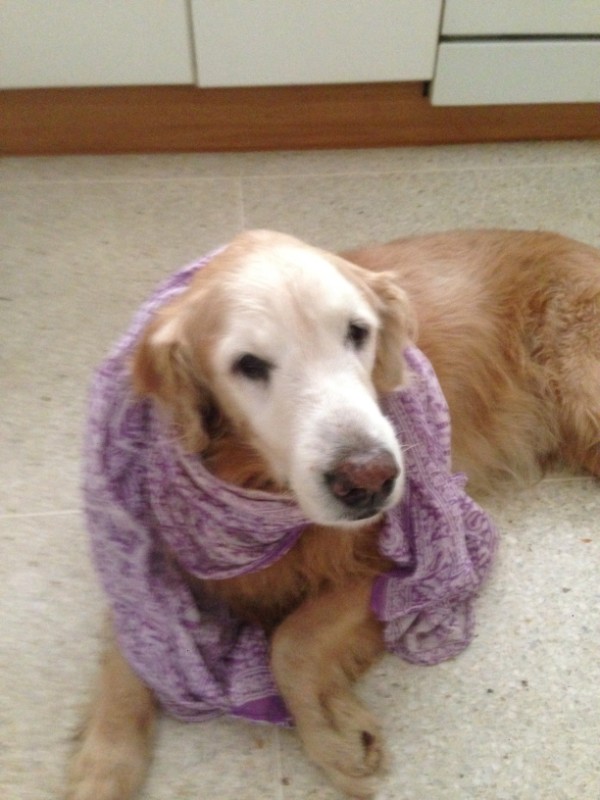 purujit1912 uploaded   242  day/s  ago