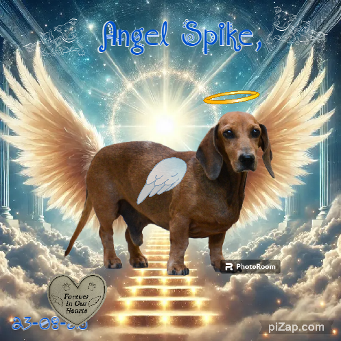 Spike of the purujit1912 family