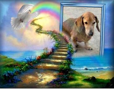 Spike of the purujit1912 family