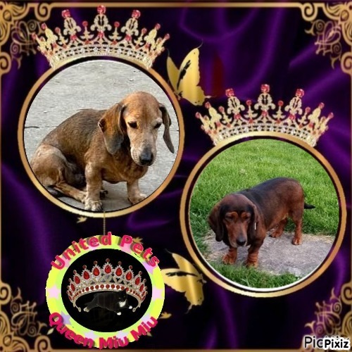 Spike of the purujit1912 family