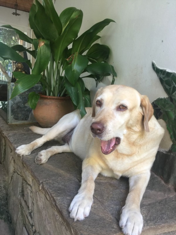 purujit1912 uploaded   242  day/s  ago