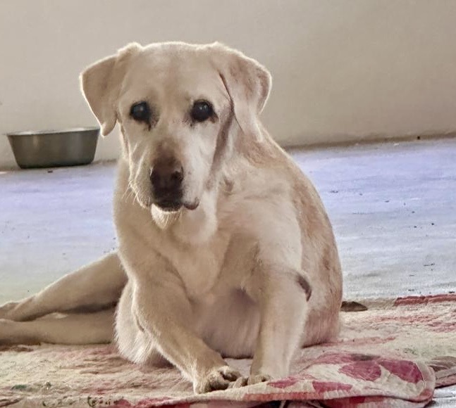 Bhakti of the purujit1912 family