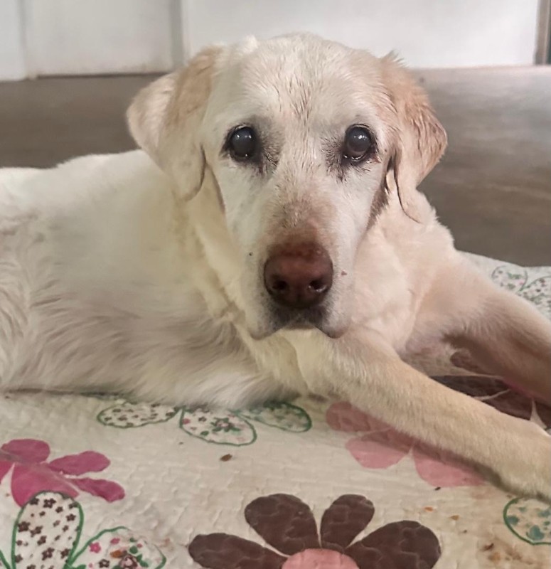 Bhakti of the purujit1912 family