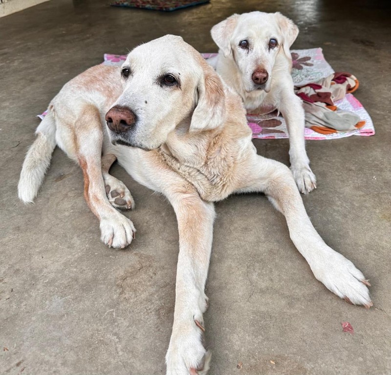 Bhakti of the purujit1912 family