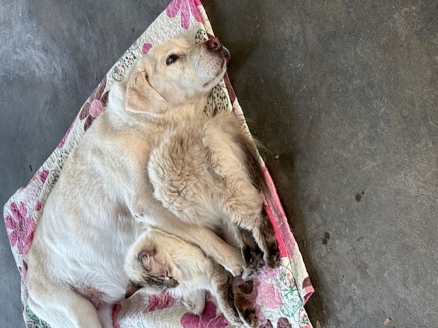 Bhakti of the purujit1912 family