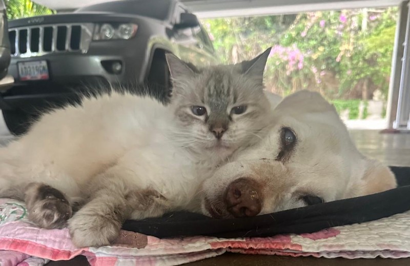 Bhakti of the purujit1912 family