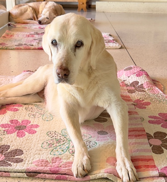 purujit1912 uploaded   317  day/s  ago