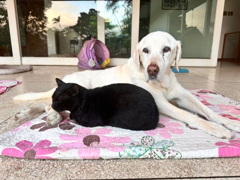 purujit1912 uploaded   313  day/s  ago