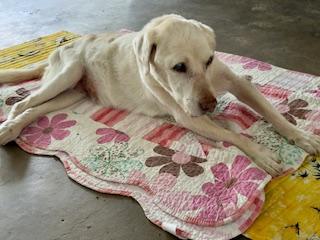 Bhakti of the purujit1912 family