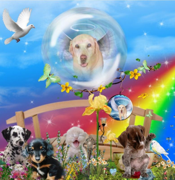 Bhakti of the purujit1912 family