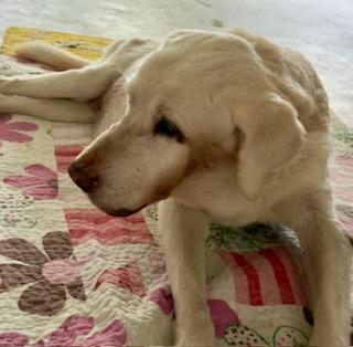 Bhakti of the purujit1912 family