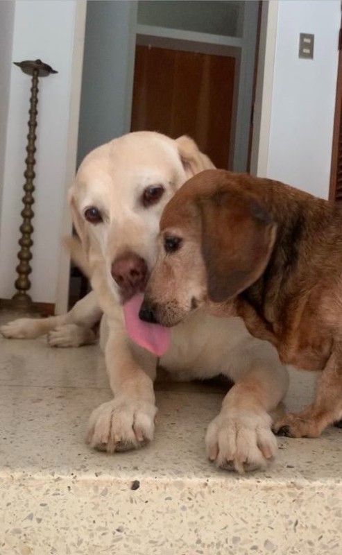 Bhakti of the purujit1912 family