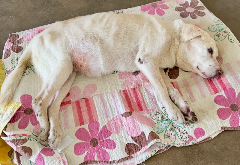 purujit1912 uploaded   55  day/s  ago