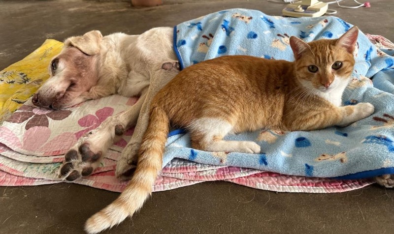 Bhakti of the purujit1912 family