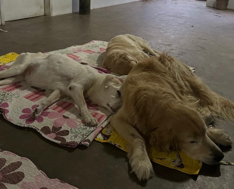 Bhakti of the purujit1912 family