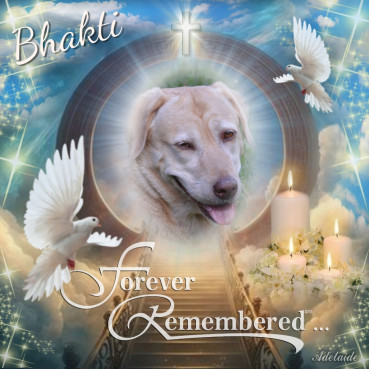 purujit1912 uploaded   43  day/s  ago