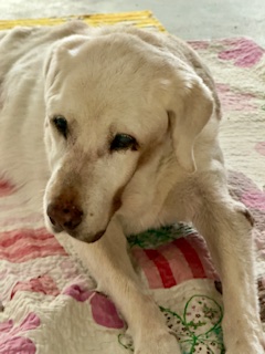 Bhakti of the purujit1912 family