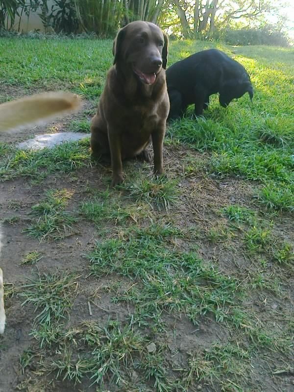 Harinama of the purujit1912 family