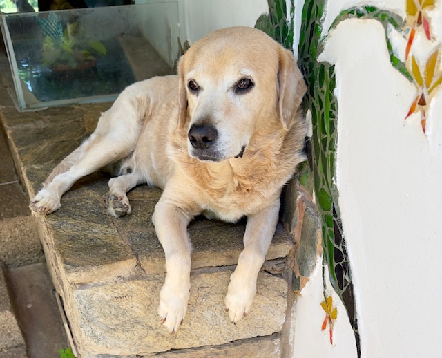 purujit1912 uploaded   317  day/s  ago