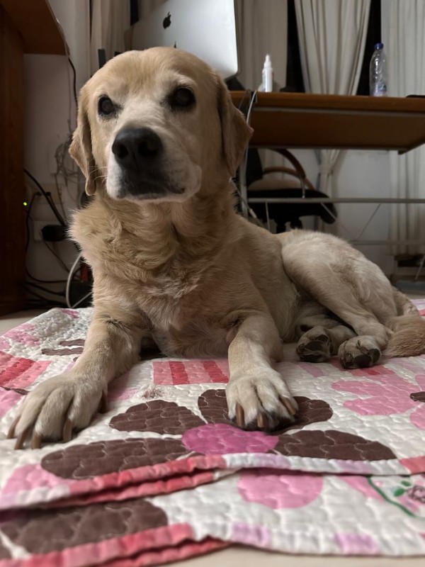 purujit1912 uploaded   1 year/s ago