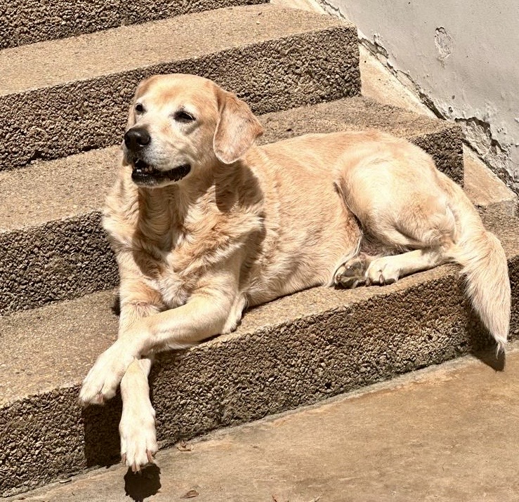 purujit1912 uploaded   293  day/s  ago