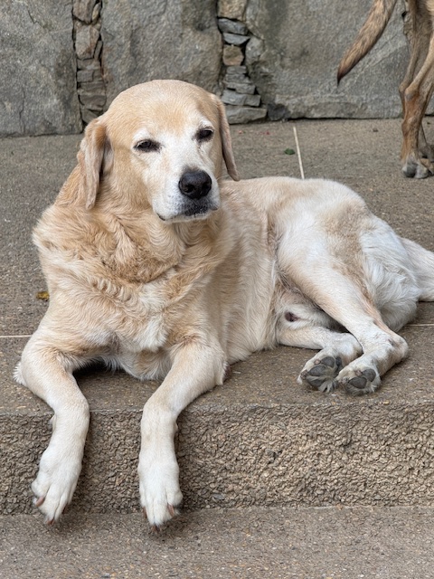 purujit1912 uploaded   1 year/s ago