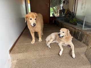 purujit1912 uploaded   342  day/s  ago