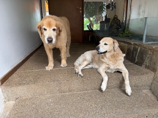 purujit1912 uploaded   342  day/s  ago