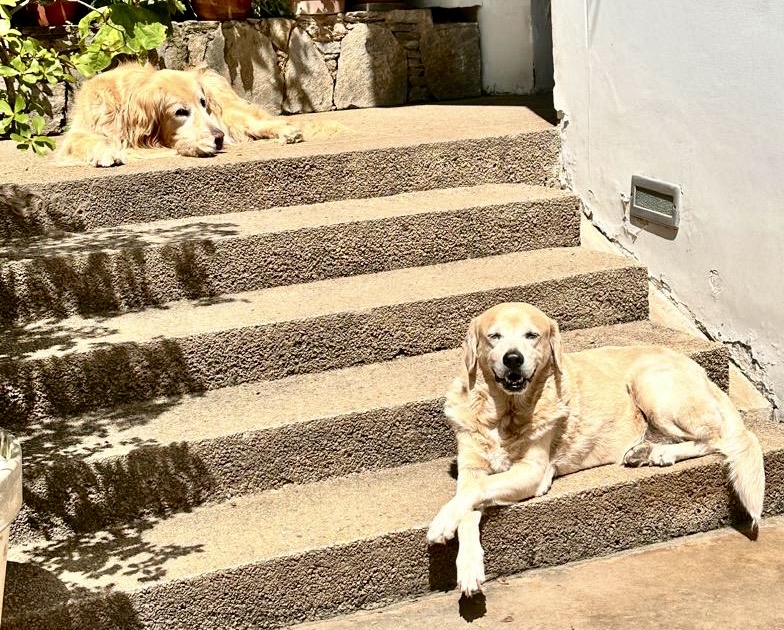 purujit1912 uploaded   293  day/s  ago