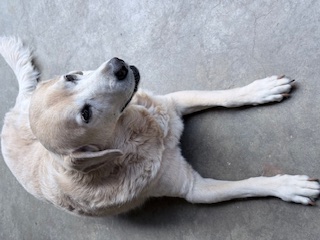 purujit1912 uploaded   160  day/s  ago