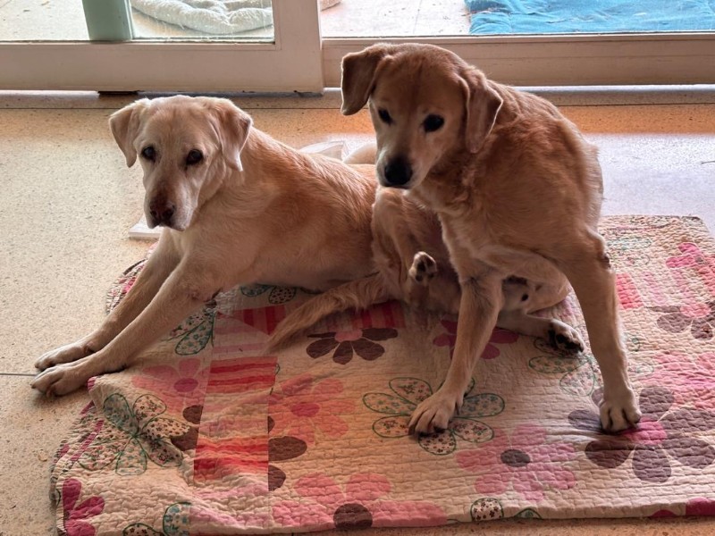 purujit1912 uploaded   211  day/s  ago