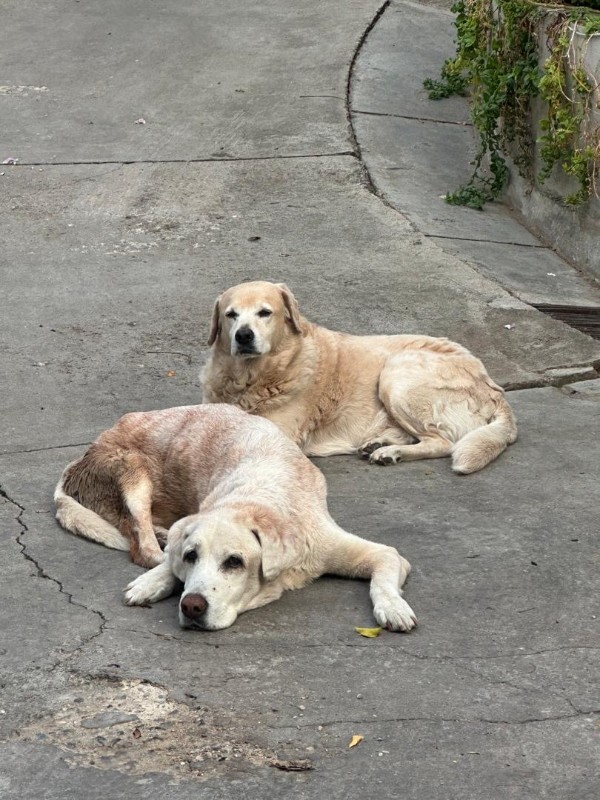 Kamal of the purujit1912 family