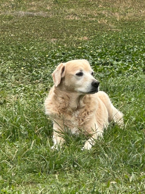 Kamal of the purujit1912 family