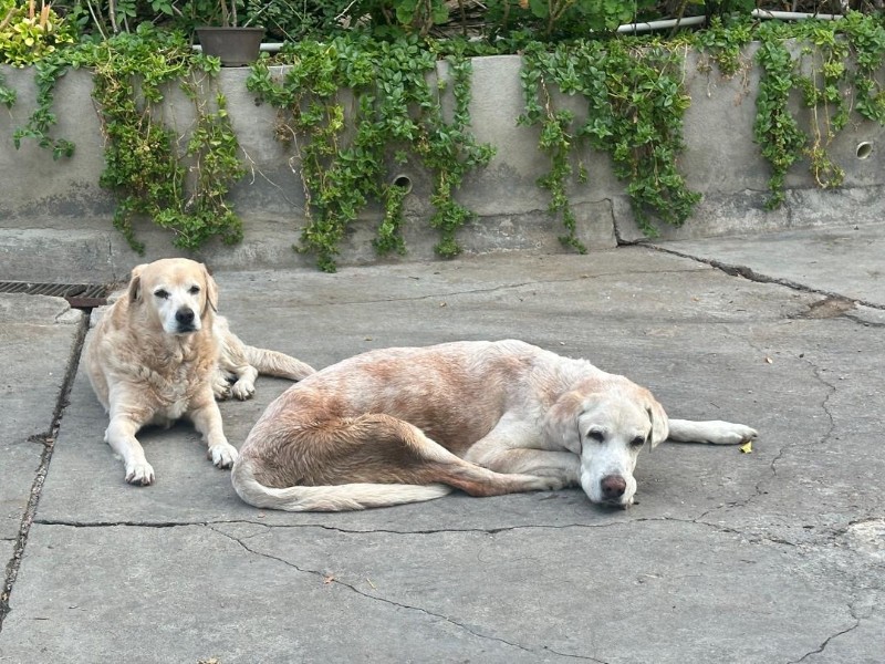 Kamal of the purujit1912 family