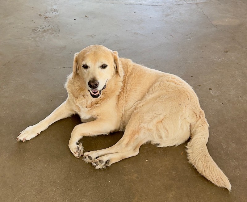 Kamal of the purujit1912 family