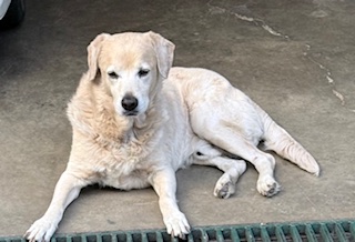 purujit1912 uploaded   152  day/s  ago