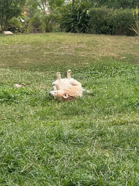 Kamal of the purujit1912 family