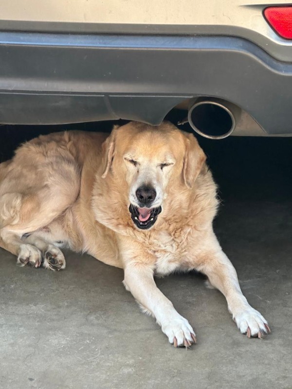 Kamal of the purujit1912 family