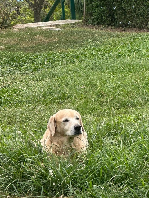 Kamal of the purujit1912 family