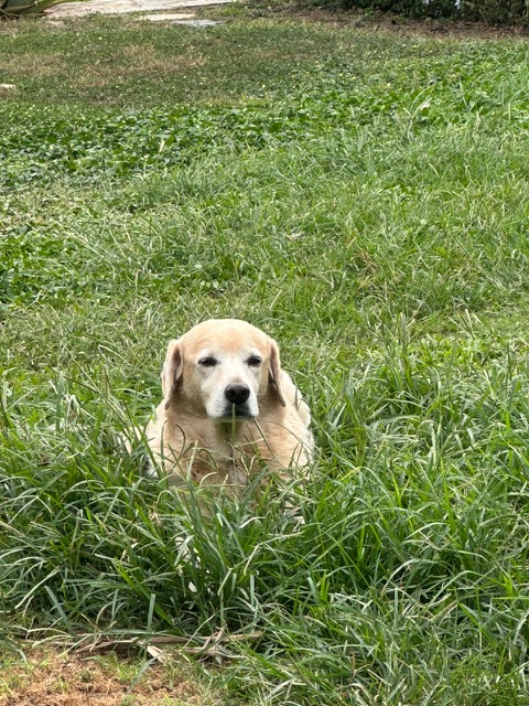 Kamal of the purujit1912 family