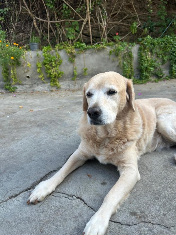 purujit1912 uploaded   99  day/s  ago