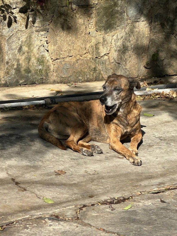 Tyaji of the purujit1912 family