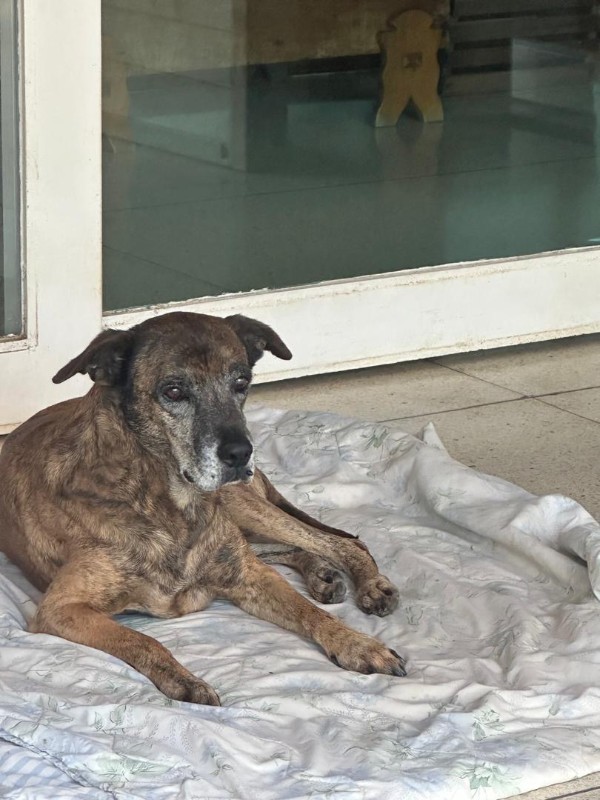 Tyaji of the purujit1912 family