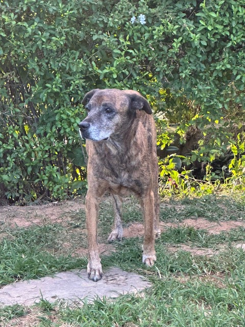 Tyaji of the purujit1912 family