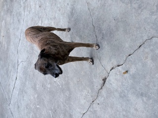 purujit1912 uploaded   160  day/s  ago