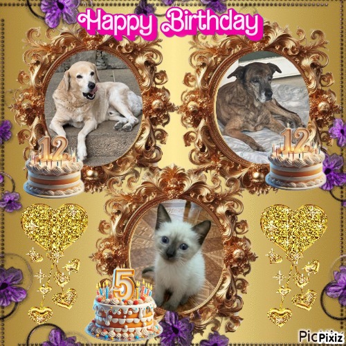 Tyaji of the purujit1912 family